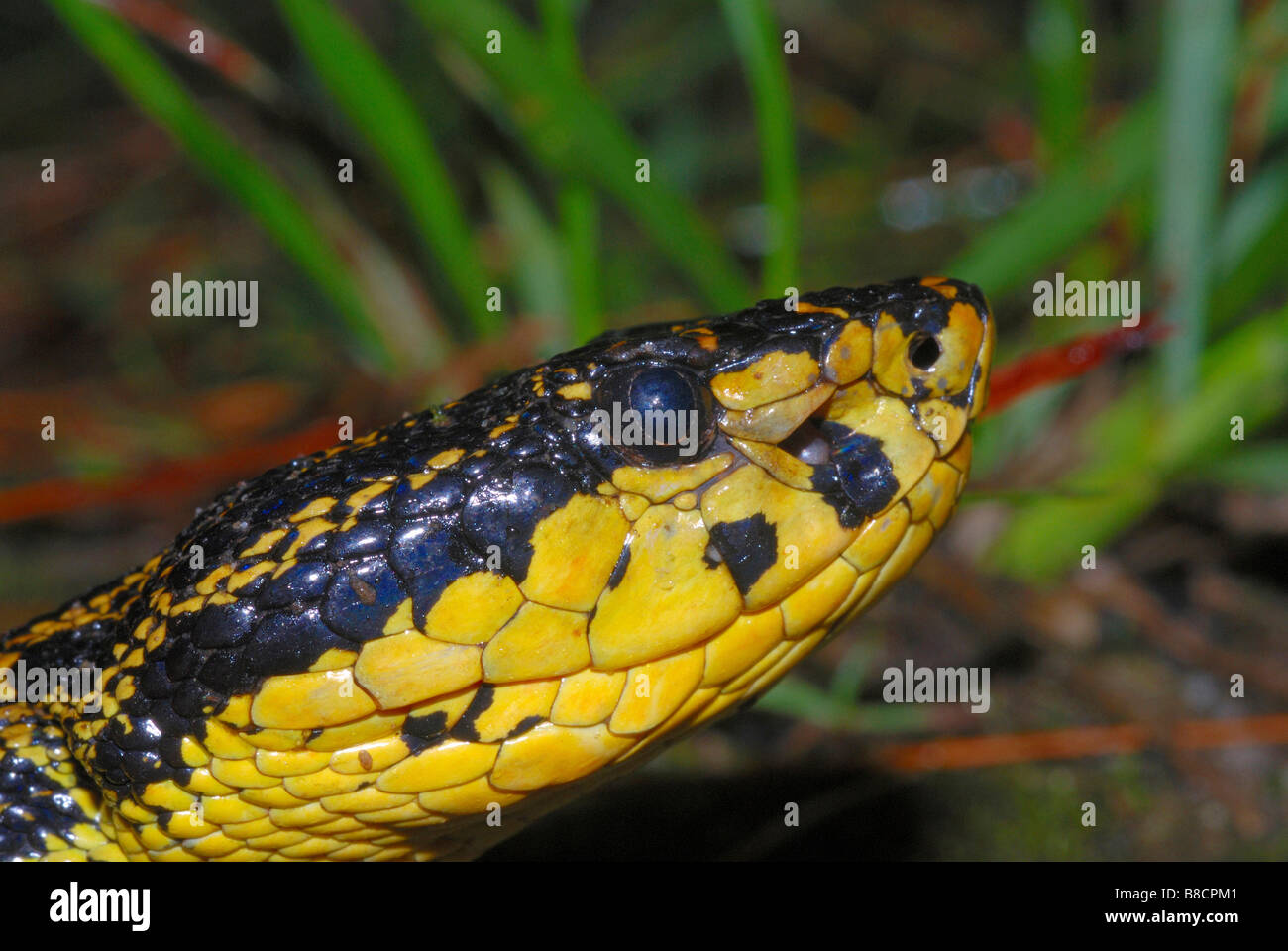 Jerdon's Pit Viper, Protobothrops jerdonii. Venomous Rare medium sized