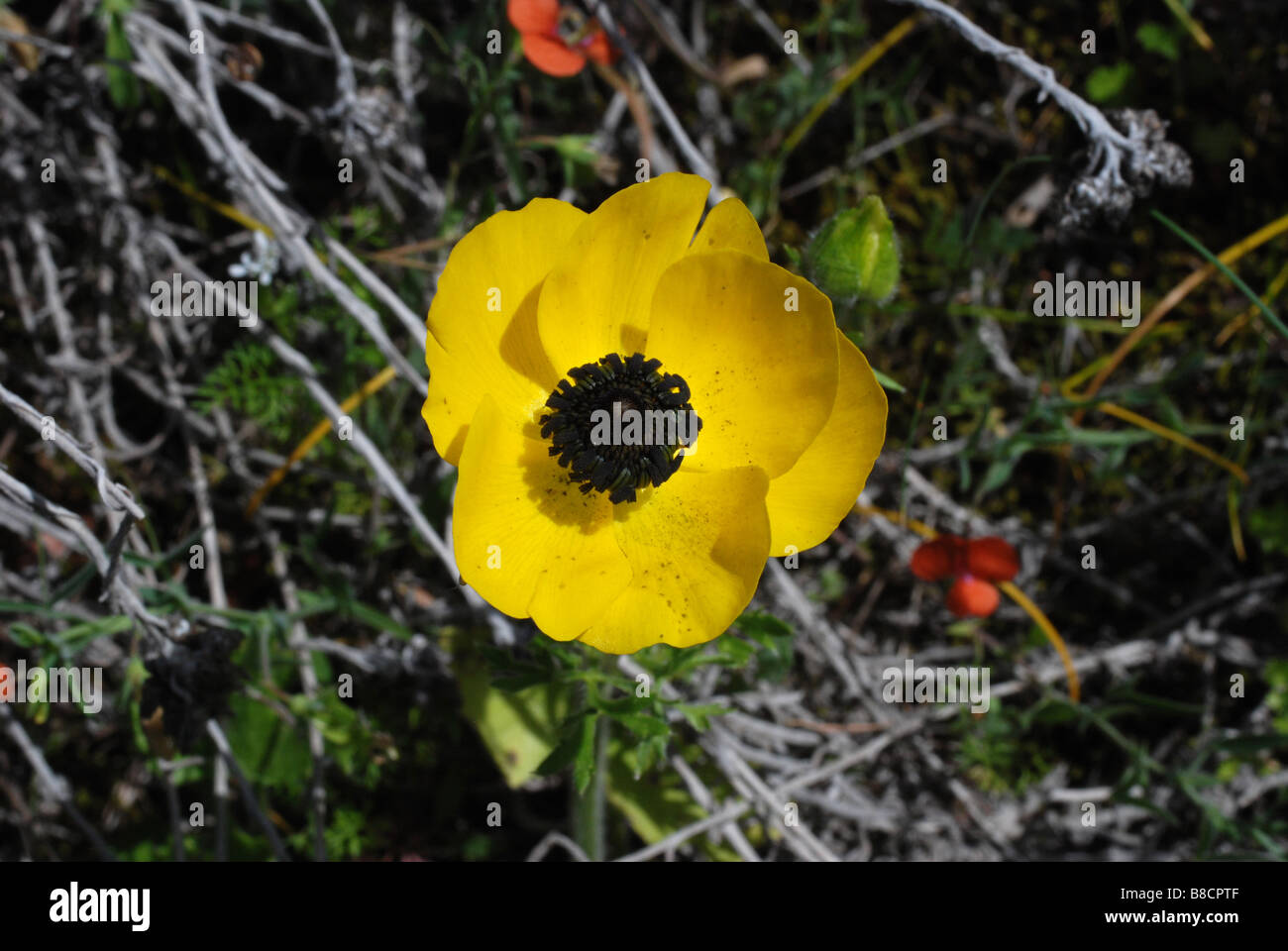 showing a single flower of the yellow form of the MediterraneanTurban Buttercup, Ranunculus asiaticus Stock Photo