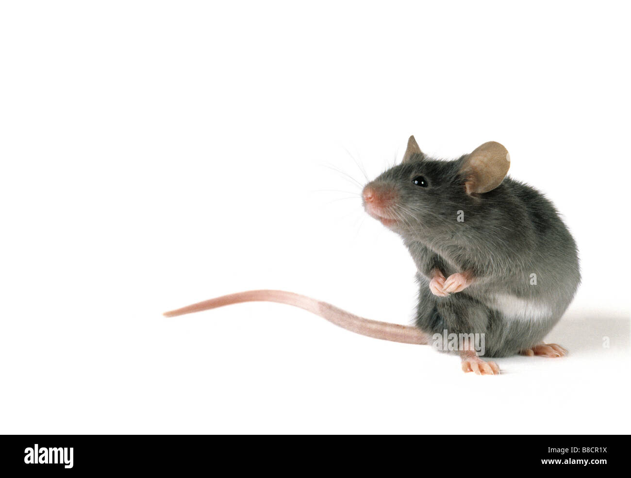 FL6496, Natural Moments Photography; Mouse Standing Hind Legs, White