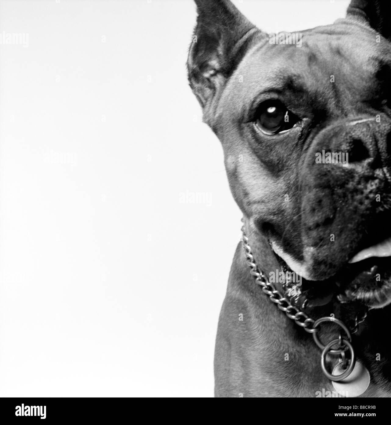 Boxer dog face close up Black and White Stock Photos & Images Alamy