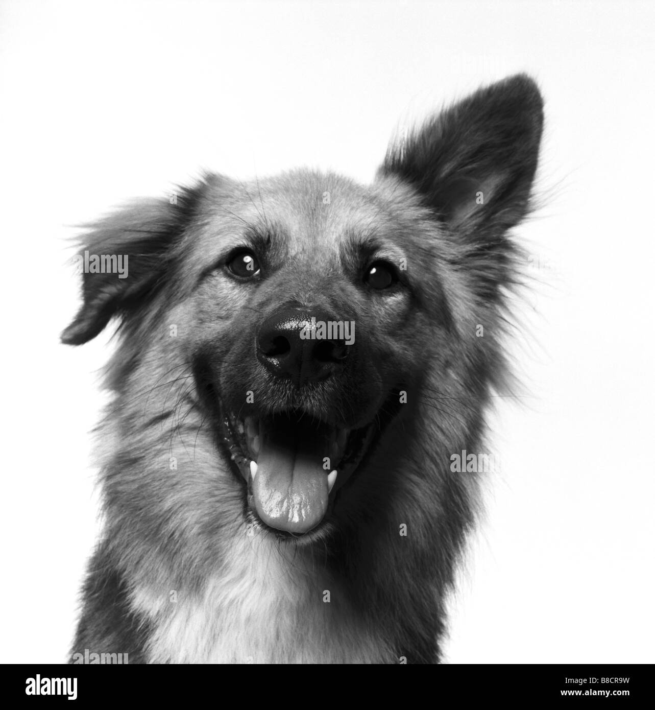 Smiling dog mouth Black and White Stock Photos & Images Alamy