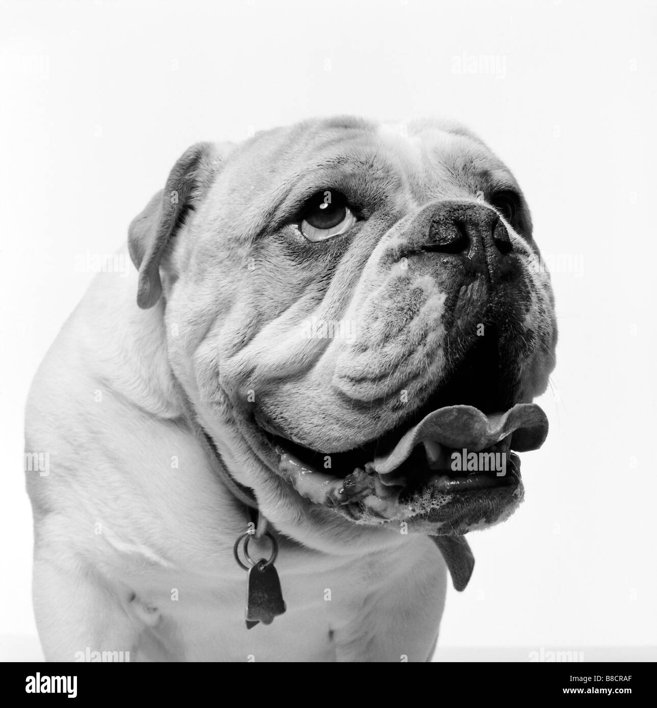 FL6533, Brian Summers; Panting Bull Dog, BW Stock Photo Alamy