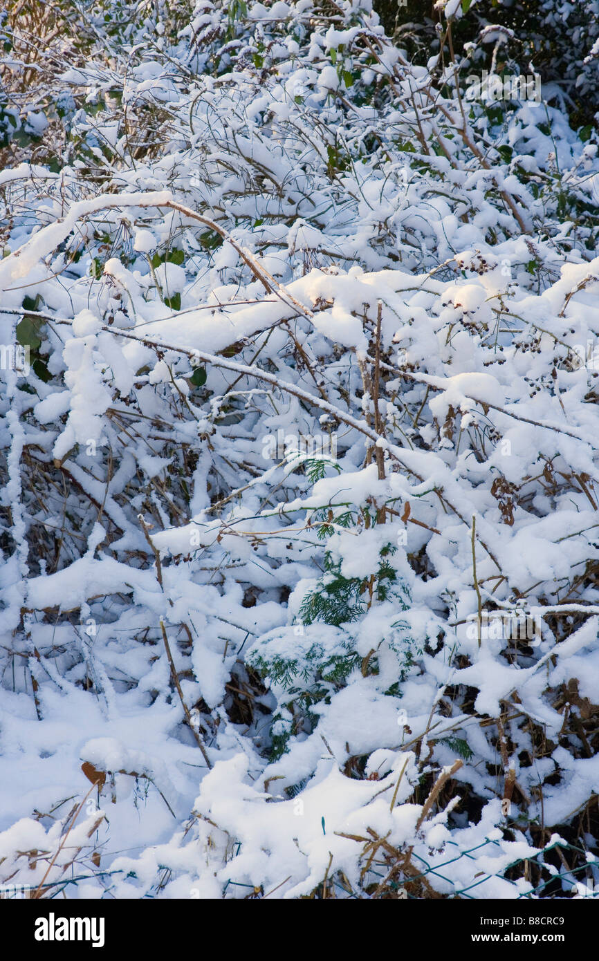 Winter scene of hedgerow with bushes, trees and snow Stock Photo Alamy