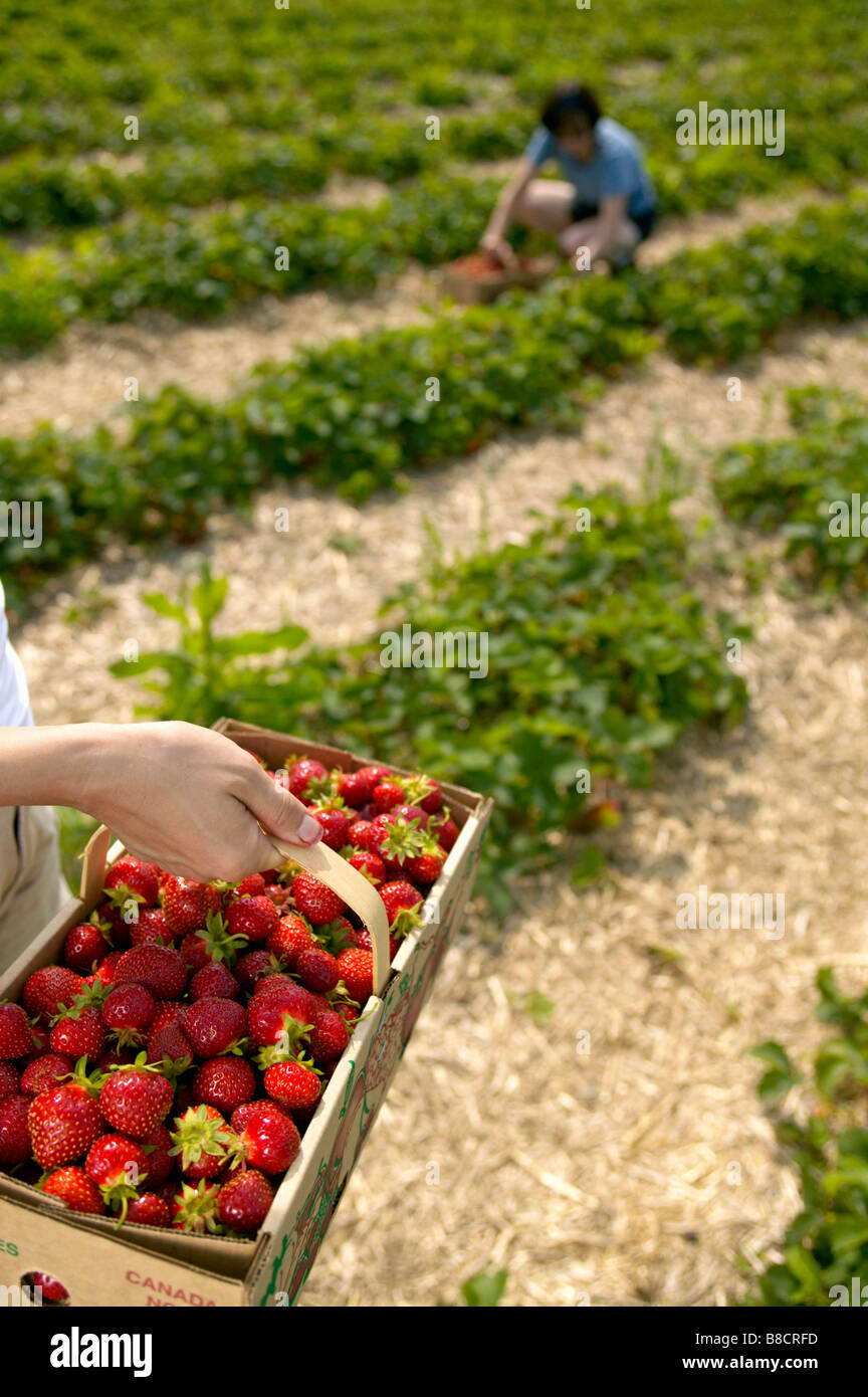 Strawberry Picking, Monteregie, Quebec Stock Photo Alamy