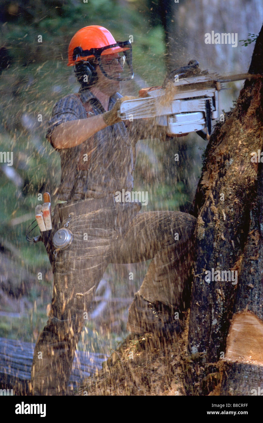 FV0047, Dave Nunuk; Tree faller cutting down tree chain saw, MacMillan Bloedel, Queen Charlotte Islands, BC Stock Photo