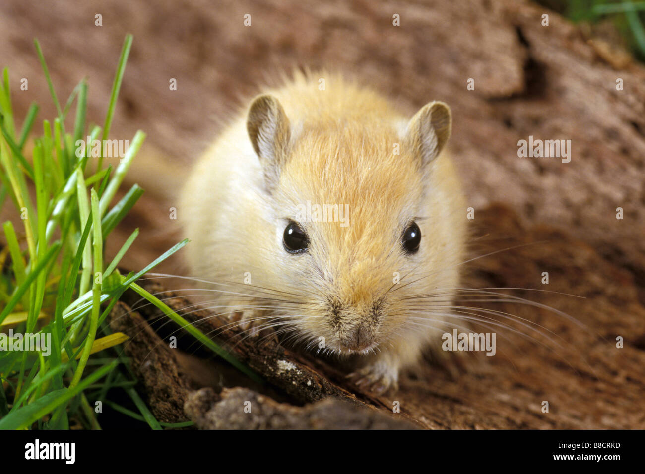 Mongolian Gerbil, Mongolian Jird (Meriones unguiculatus) next to grass Stock Photo