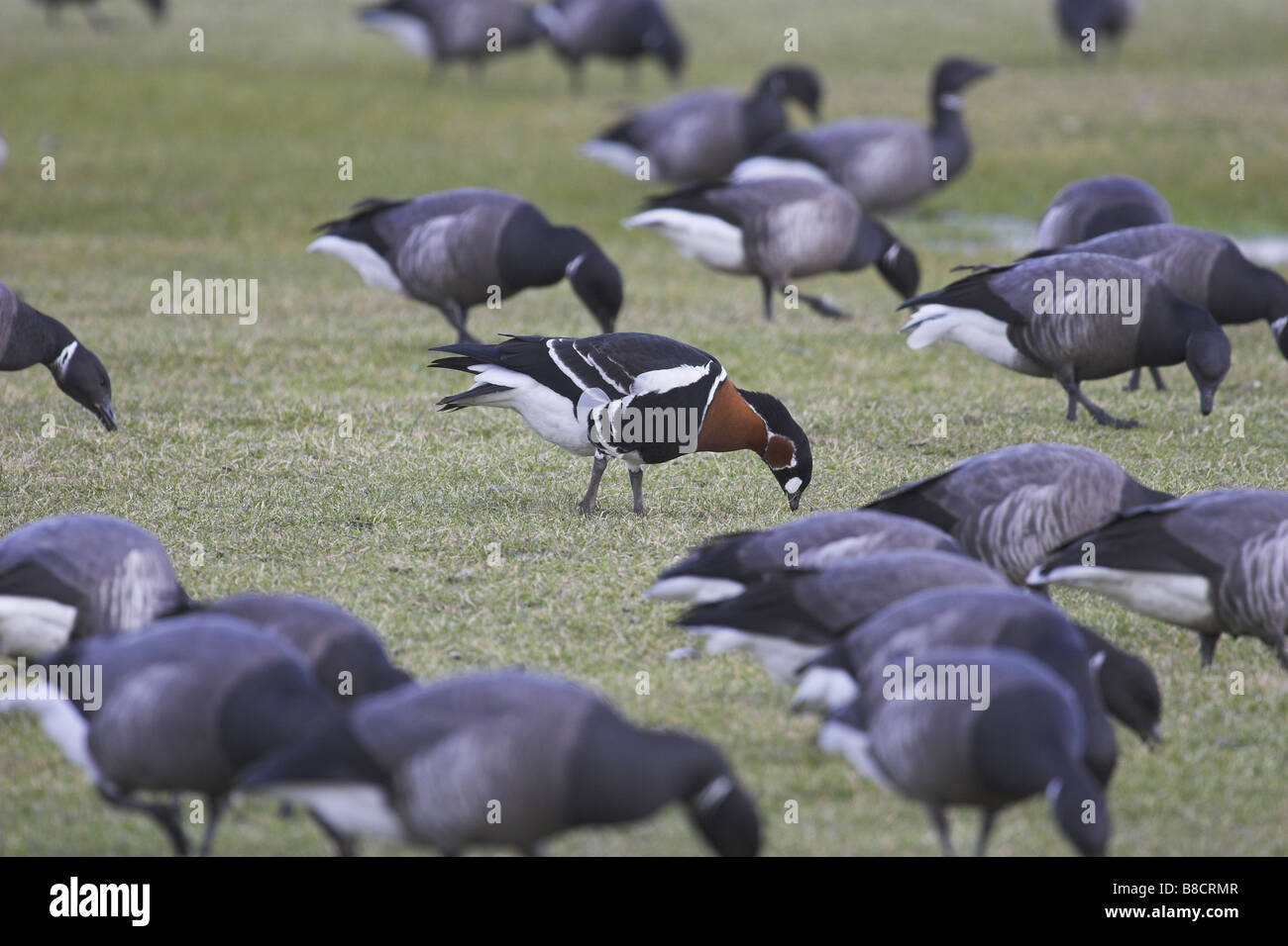 Red Breasted Goose in Brent Goose flock Stock Photo