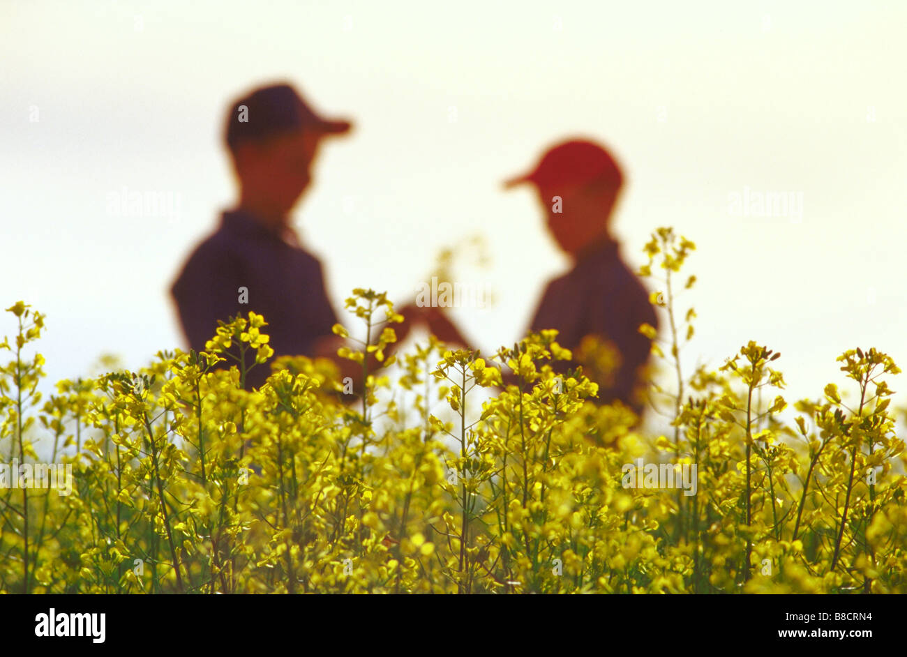 FV0266, Dave Reede; Two people canola field  Canadian Prairies Stock Photo