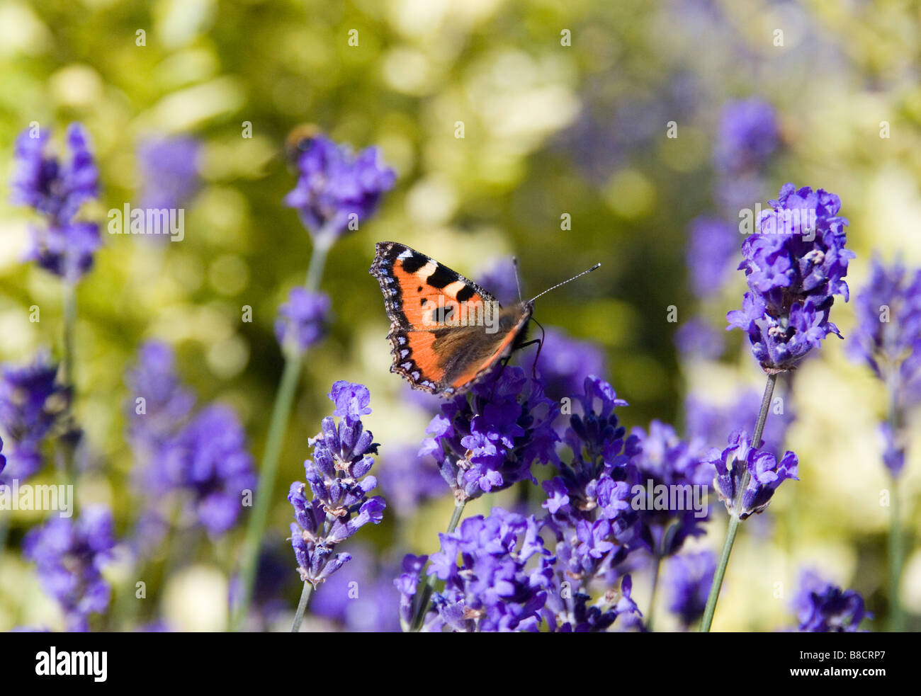 MS1705Y Small Tortoiseshell butterfly on lavendar Stirlingshire Scotland Image Stock Photo