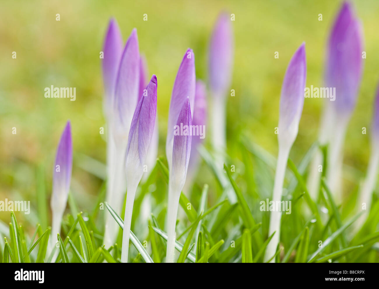 Lilac Early Crocus (Crocus Tommasinianus) about to flower in early Spring Stock Photo