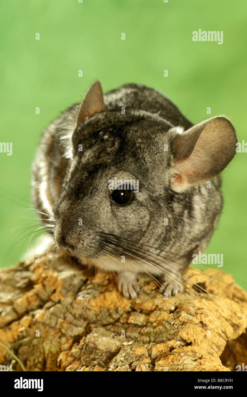 Chinchilla (Chinchilla chinchilla) on a piece of bark Stock Photo Alamy