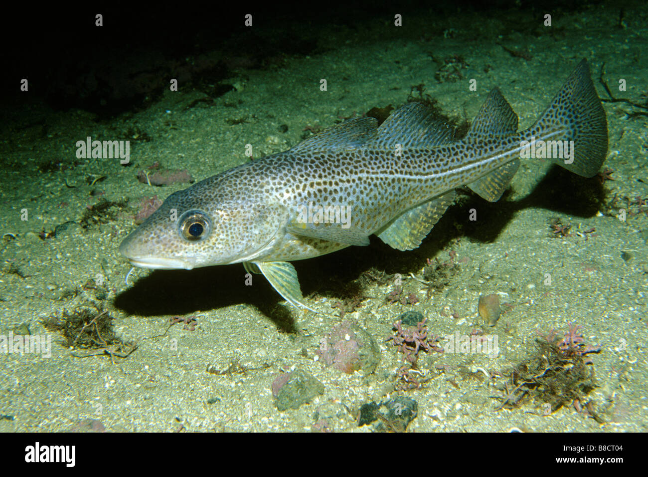 Young Atlantic Cod (Gadus morrhua) near the sea bottom Stock Photo