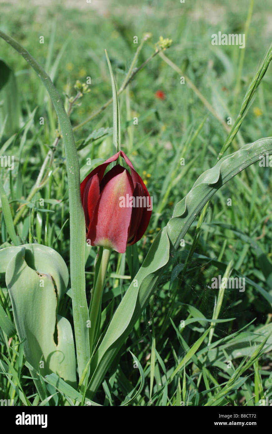 single flower of the dark red tulip, Tulipa cypria, the Cyprus black tulip Stock Photo