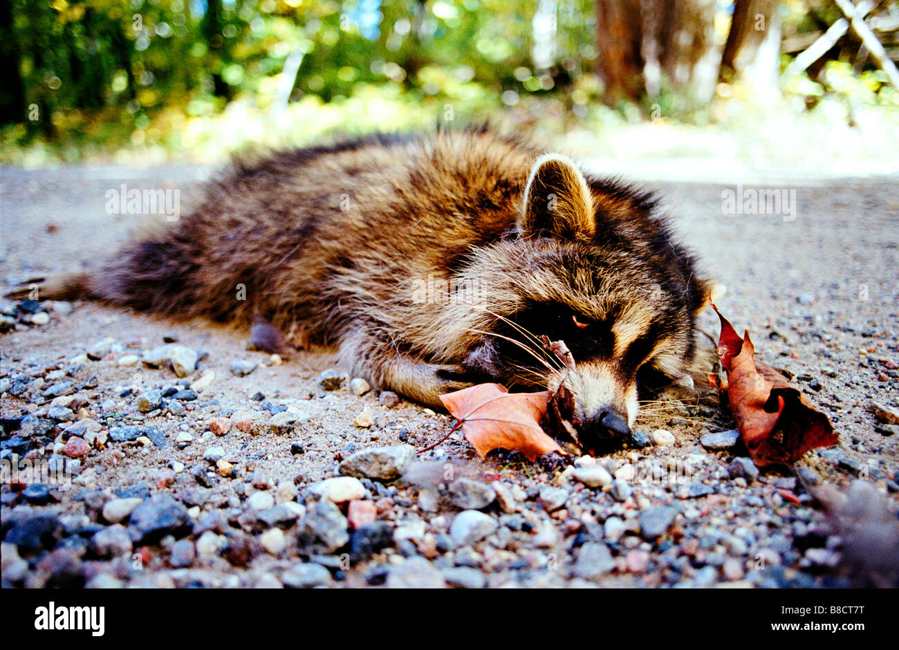 Dead Raccoon Side Road, Frontenac County,Ontario Stock Photo Alamy