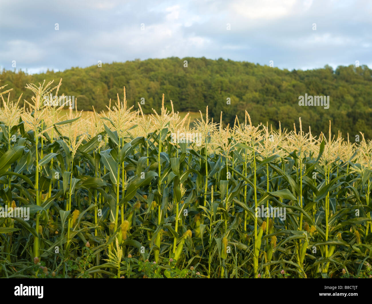 A cornfield. Rows of maize plants Stock Photo - Alamy