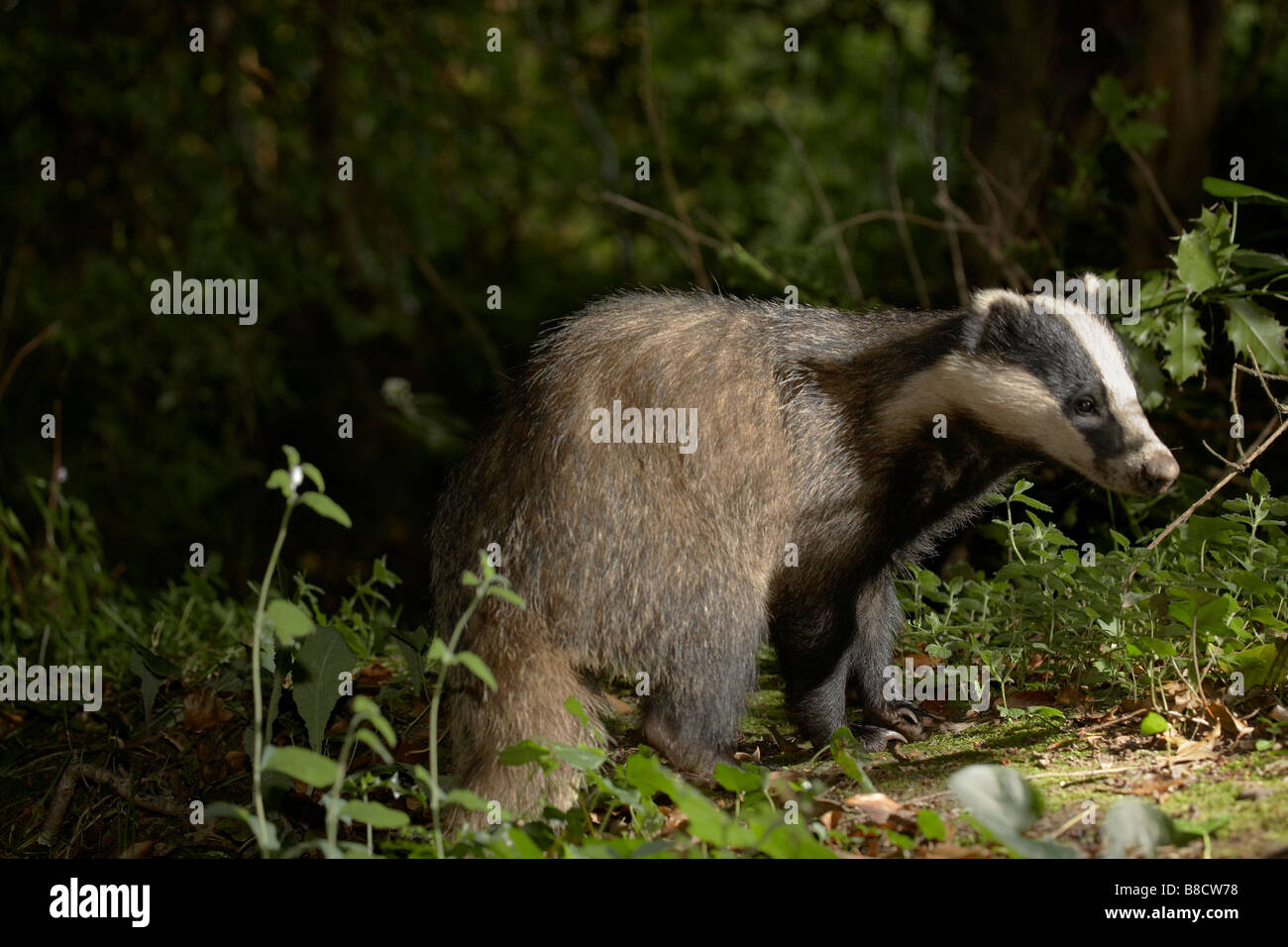 European Badger (Meles meles) Stock Photo