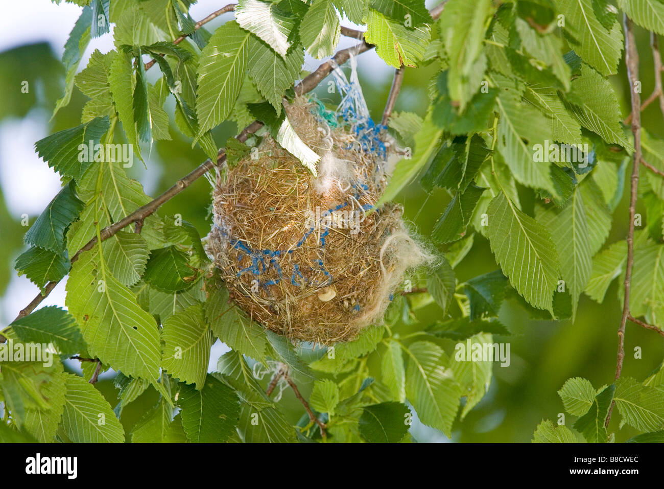 Baltimore Oriole Icterus galbula Illinois United States 21 May Nest Icteridae Stock Photo