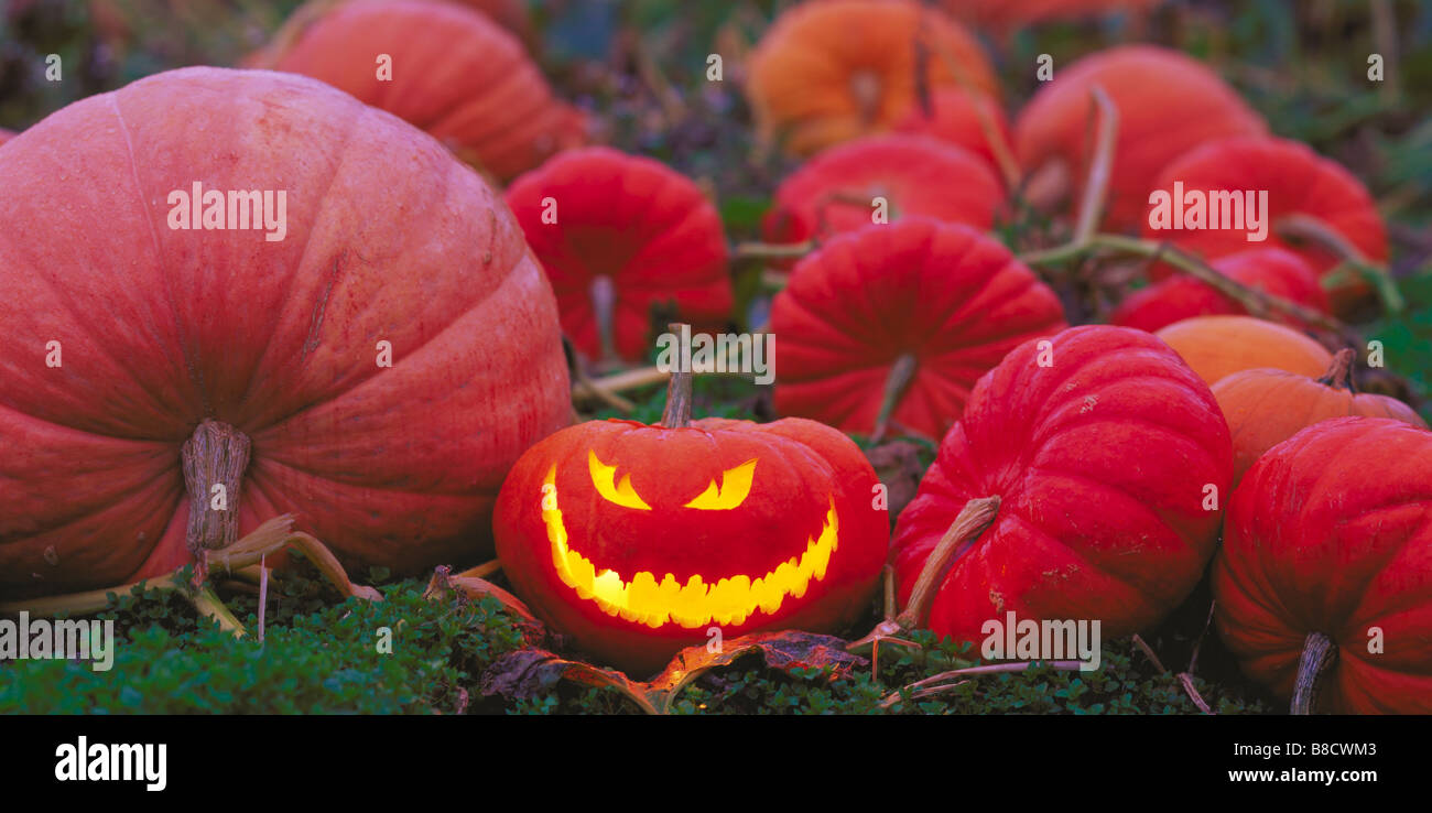 FV1071, Dave Nunuk; Jack-o-lantern grinning pumpkin patch Stock Photo