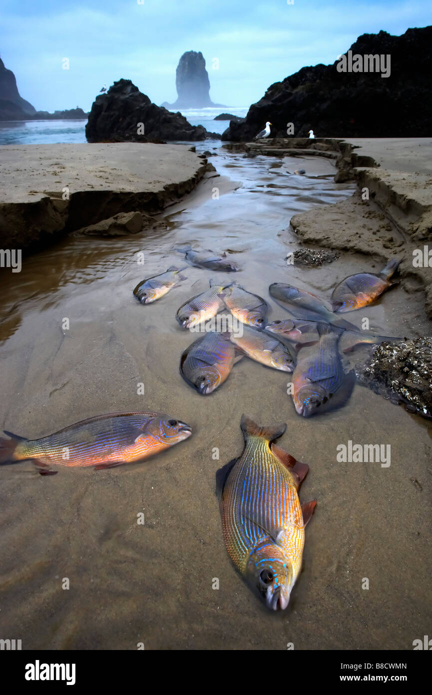 Fish Beach Low Tide, Cannon Beach, Oregon Stock Photo - Alamy