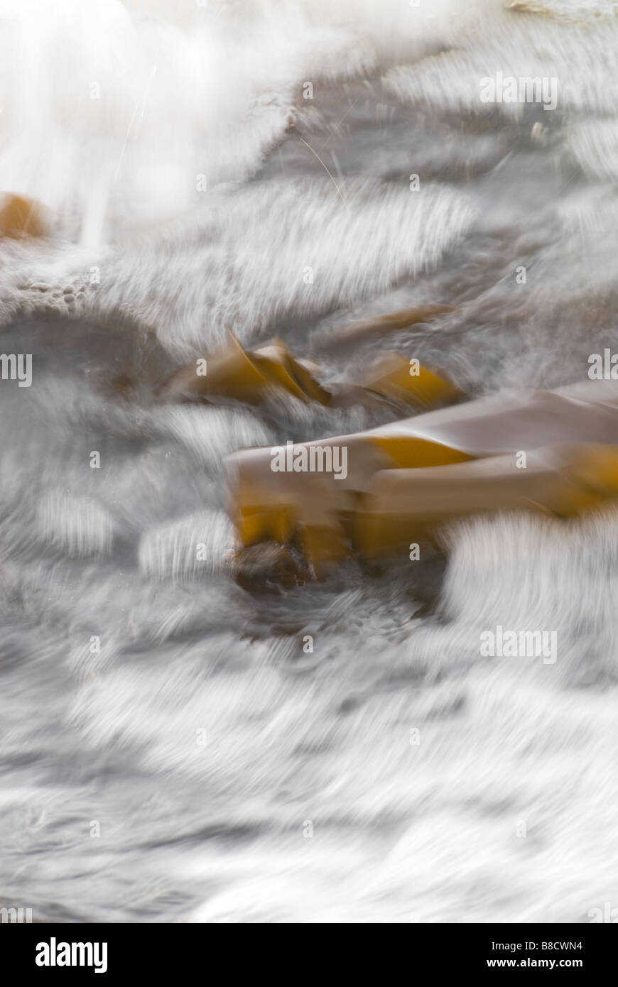 Motion blur of Oarweed Laminaria digitata being churned around by the incoming sea Croy shore South Ayrshire Scotland Stock Photo