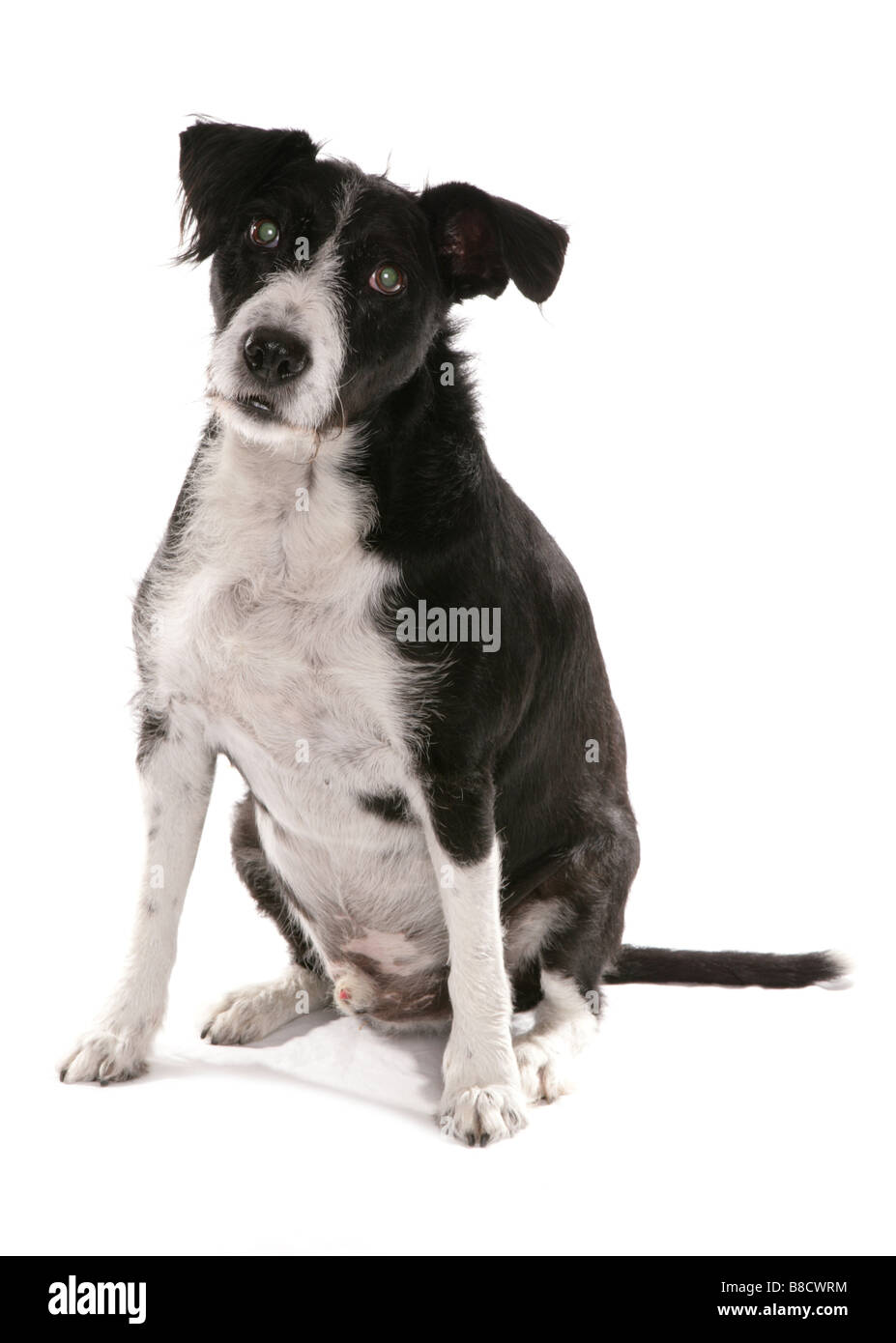 Mixed breed dog sitting Studio Stock Photo