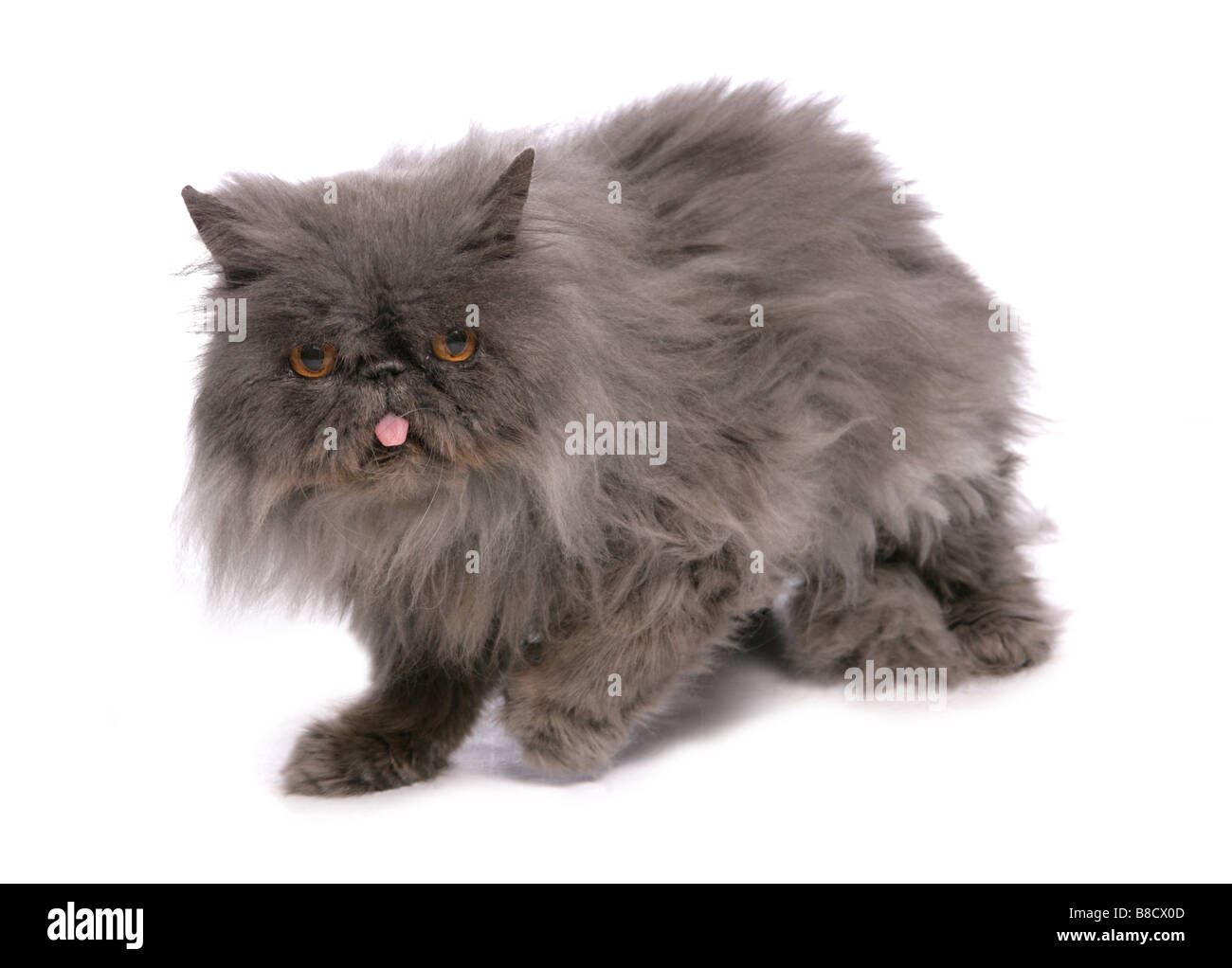 Grey Moggy Cat Sitting Studio Stock Photo