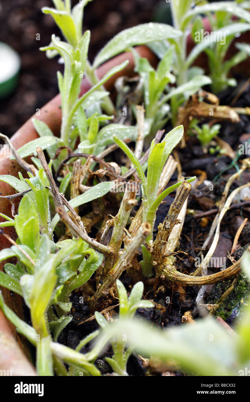 POT GROWN FRENCH TARRAGON ARTEMISIA DRACUNCULUS NEW GROWTH EMERGING IN LATE FEBRUARY Stock Photo