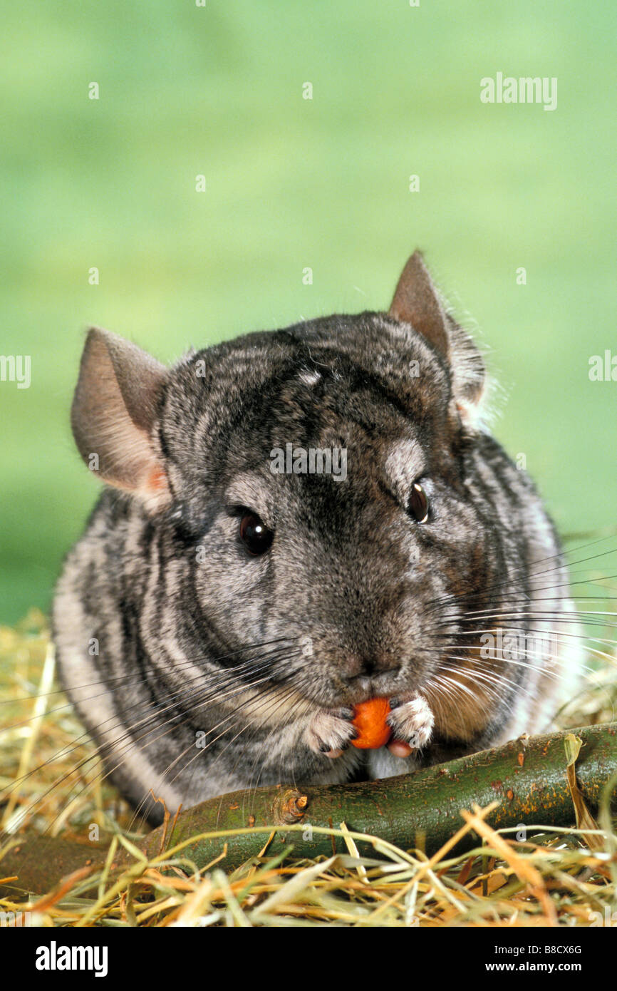 Chinchilla (Chinchilla chinchilla), eating Stock Photo Alamy