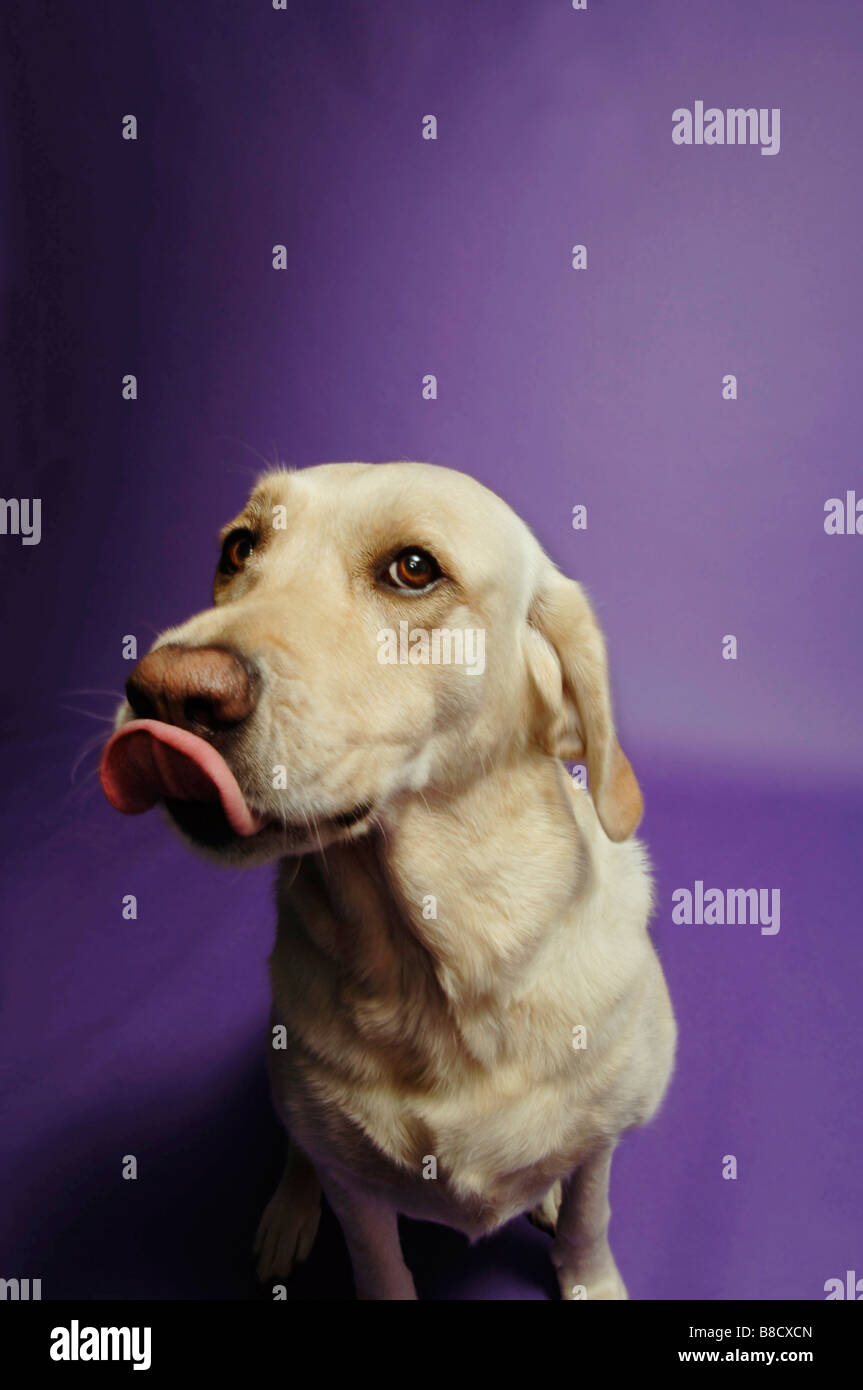 Dog Licking his Nose Stock Photo Alamy