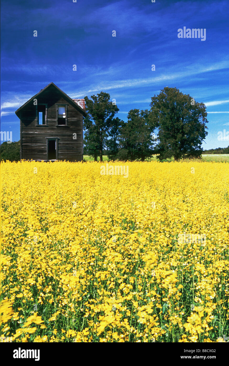 Farm House Canola Field, Holland, Manitoba Stock Photo Alamy