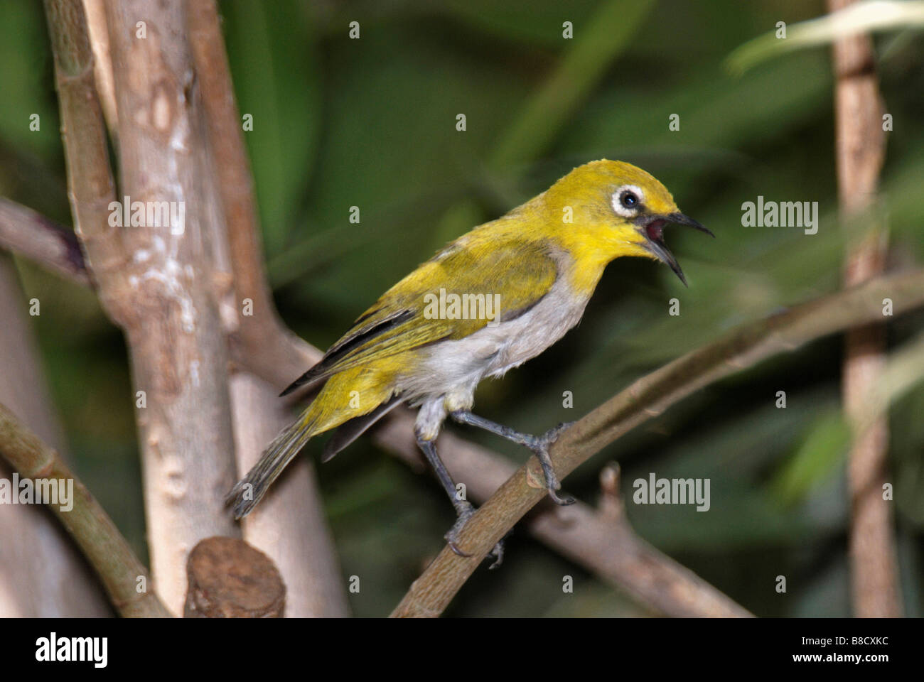 Oriental White Eye. Zosterops palpebrosus Rajasthan. India Stock Photo