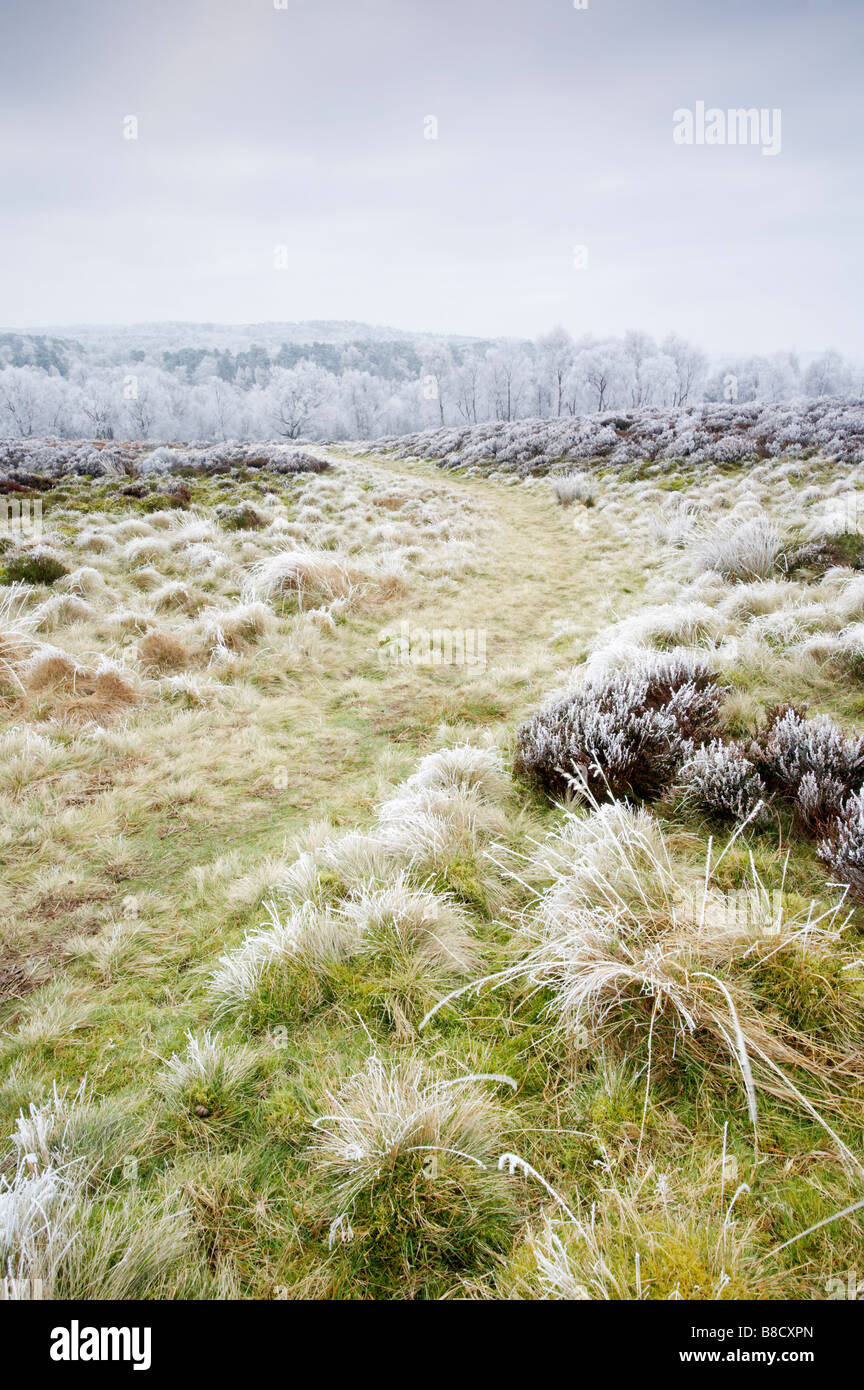 A winter hoarfrost looking towards Padley Gorge in The Peak District ...