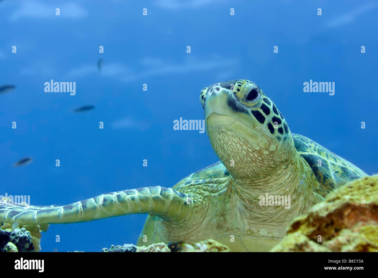 Inbread Turtle Imbricated turtle hi-res stock photography and images - Alamy