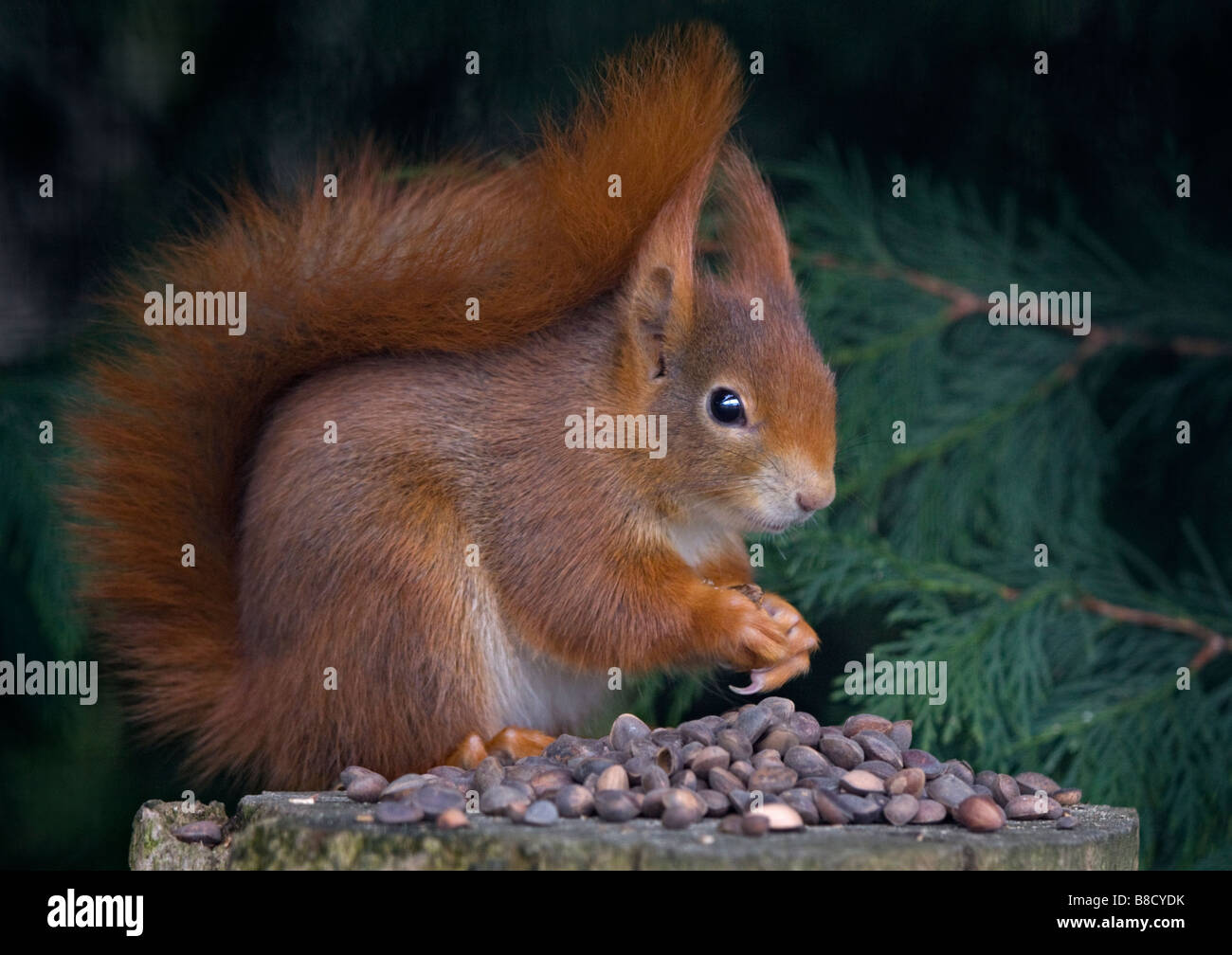 European Red Squirrel (Sciurus vulgaris) eating nuts, UK Stock Photo