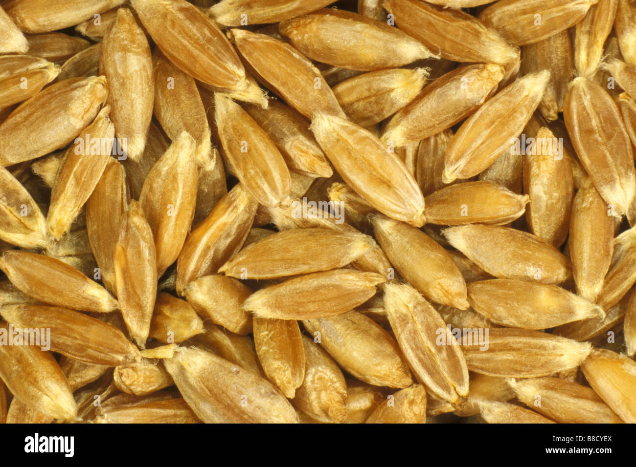 Spelt (Triticum spelta), close-up of whole grains Stock Photo