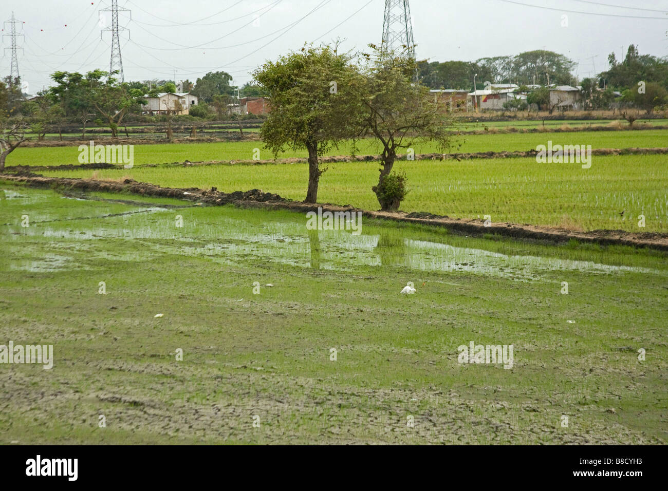 Rice paddies field innundated flooded water green rice Ecuador Horizontal 72477 Ecuador Stock Photo