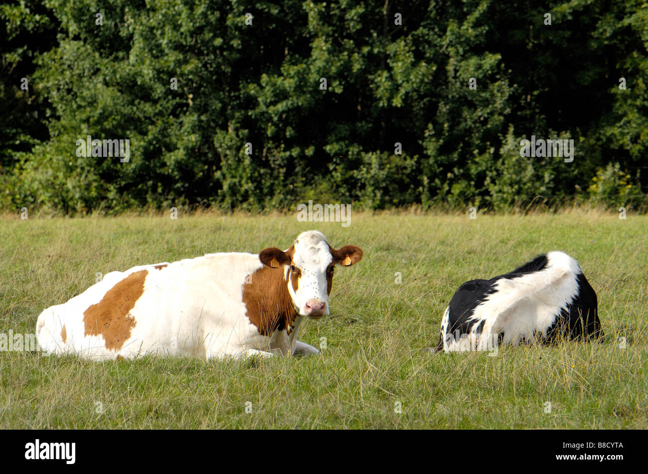 Cows spread in a field Stock Photo