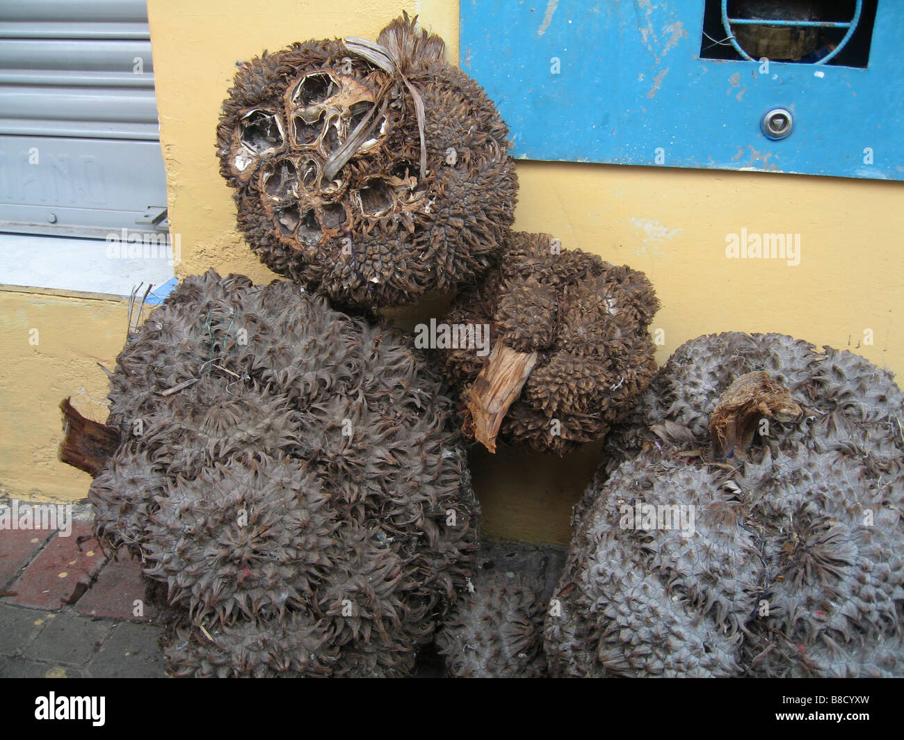 Clumps of roots of Tagua (Phytelephas Macrocarpa) Ivory nut (Ivoire Vegetal).Ecuador South America.70962_Ecuador Stock Photo