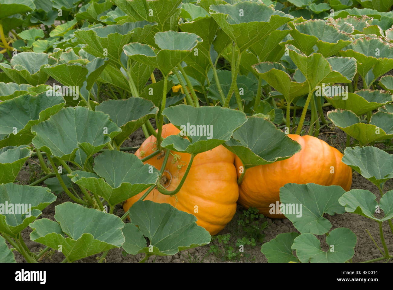 Pumpkins in Pumpkin Patch surrounded by many leaves and vines Stock