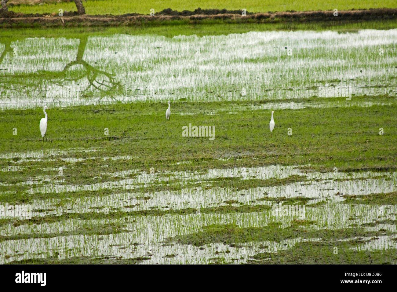 Rice paddies field innundated flooded water green rice Ecuador Horizontal 72479 Ecuador Stock Photo