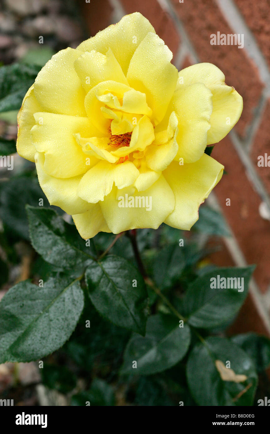 Yellow rose abstrakt klose up detail ball bloom blossom plant variables dahlia atmospheric moody autumn atmosphere mood autumn f Stock Photo