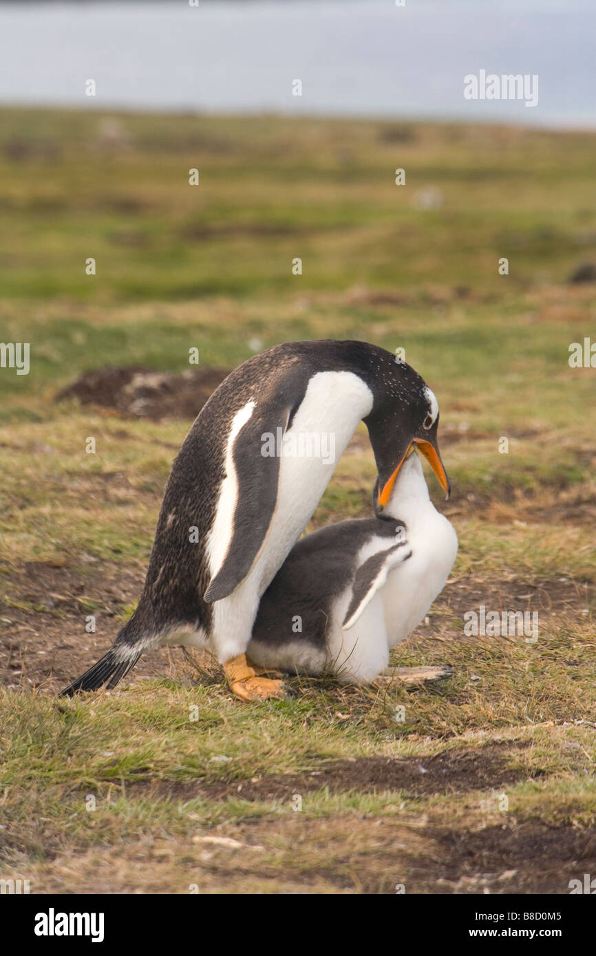 Gentoo Penguin (Pygoscelis papua papua) feeding its chick on The Falkland islands. Stock Photo