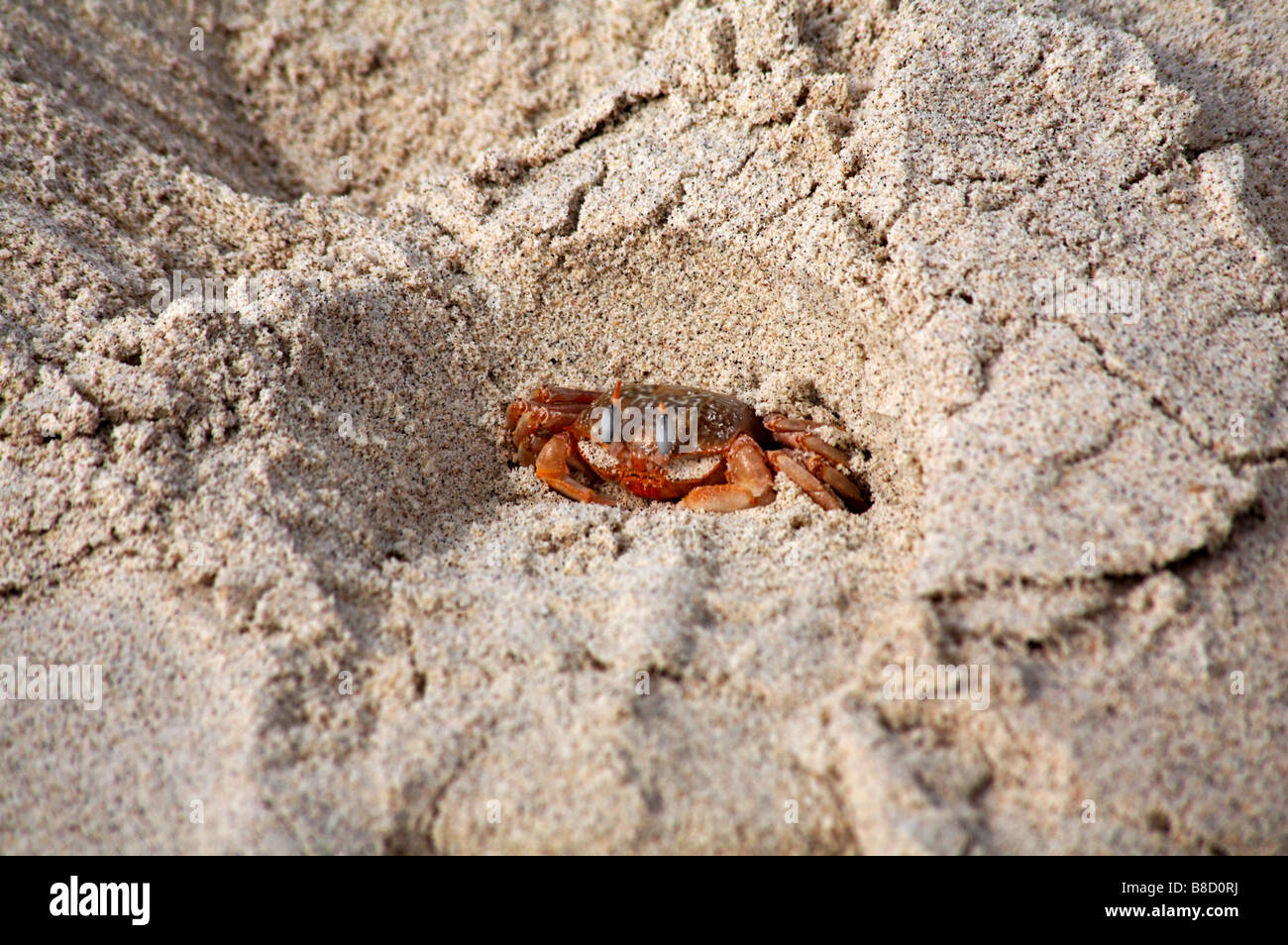Ghost crab, Ocypode gaudichaudii, in burrow in sand at South Plaza Islet, Galapagos Islands in September - aka painted ghost crab or cart driver crab Stock Photo