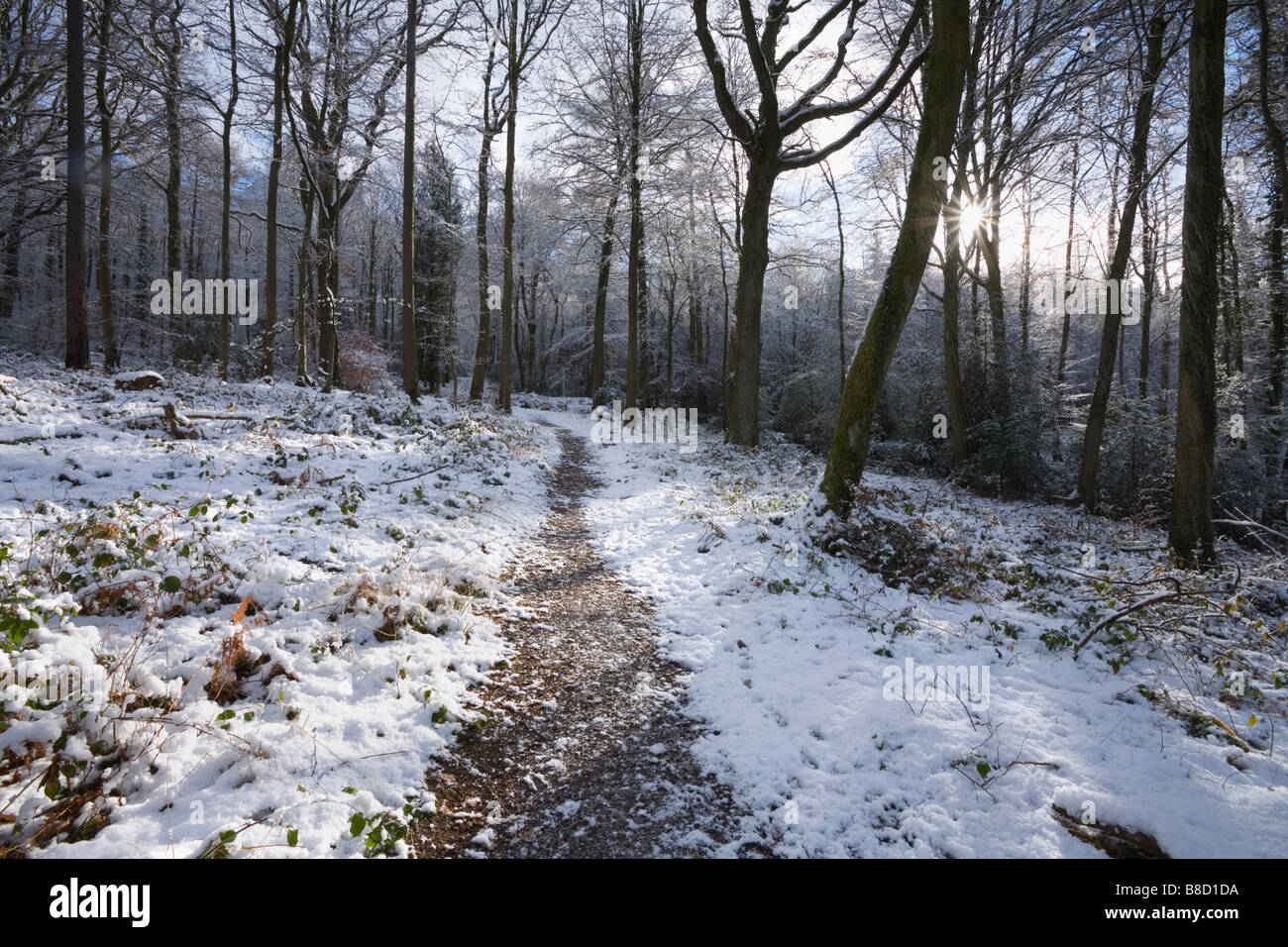 Forest of Dean in Winter Gloucestershire England UK Stock Photo