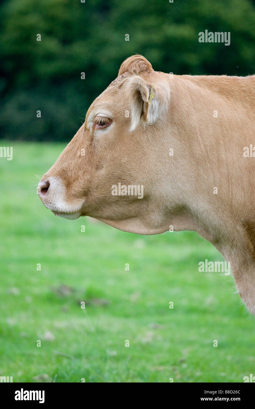 Limousin cow hi-res stock photography and images - Alamy