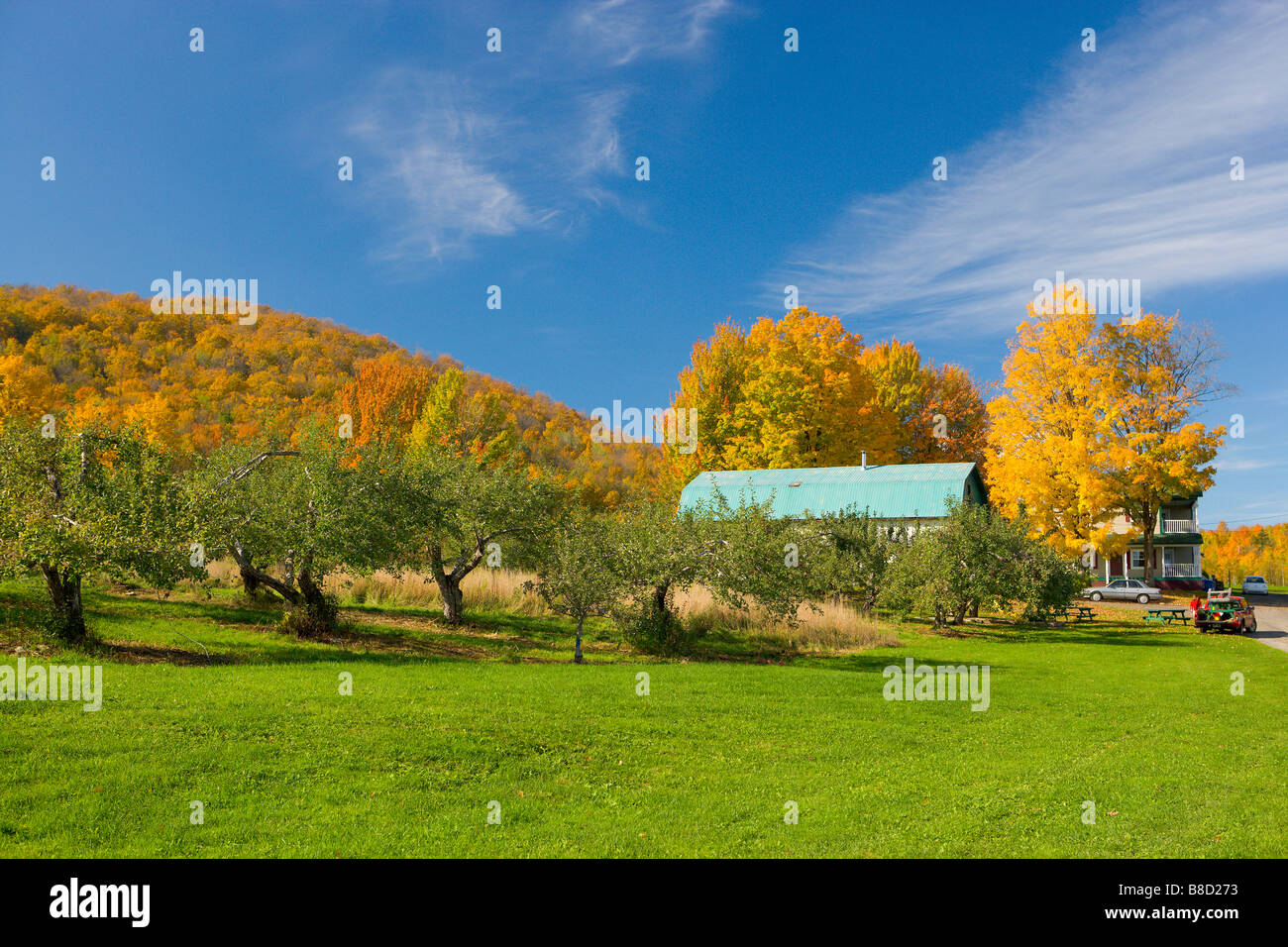 Orchard near Knowlton, Quebec Stock Photo Alamy
