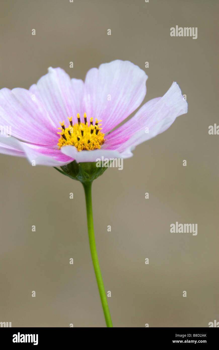 Soft focus cosmos bipinnatus hi-res stock photography and images - Alamy