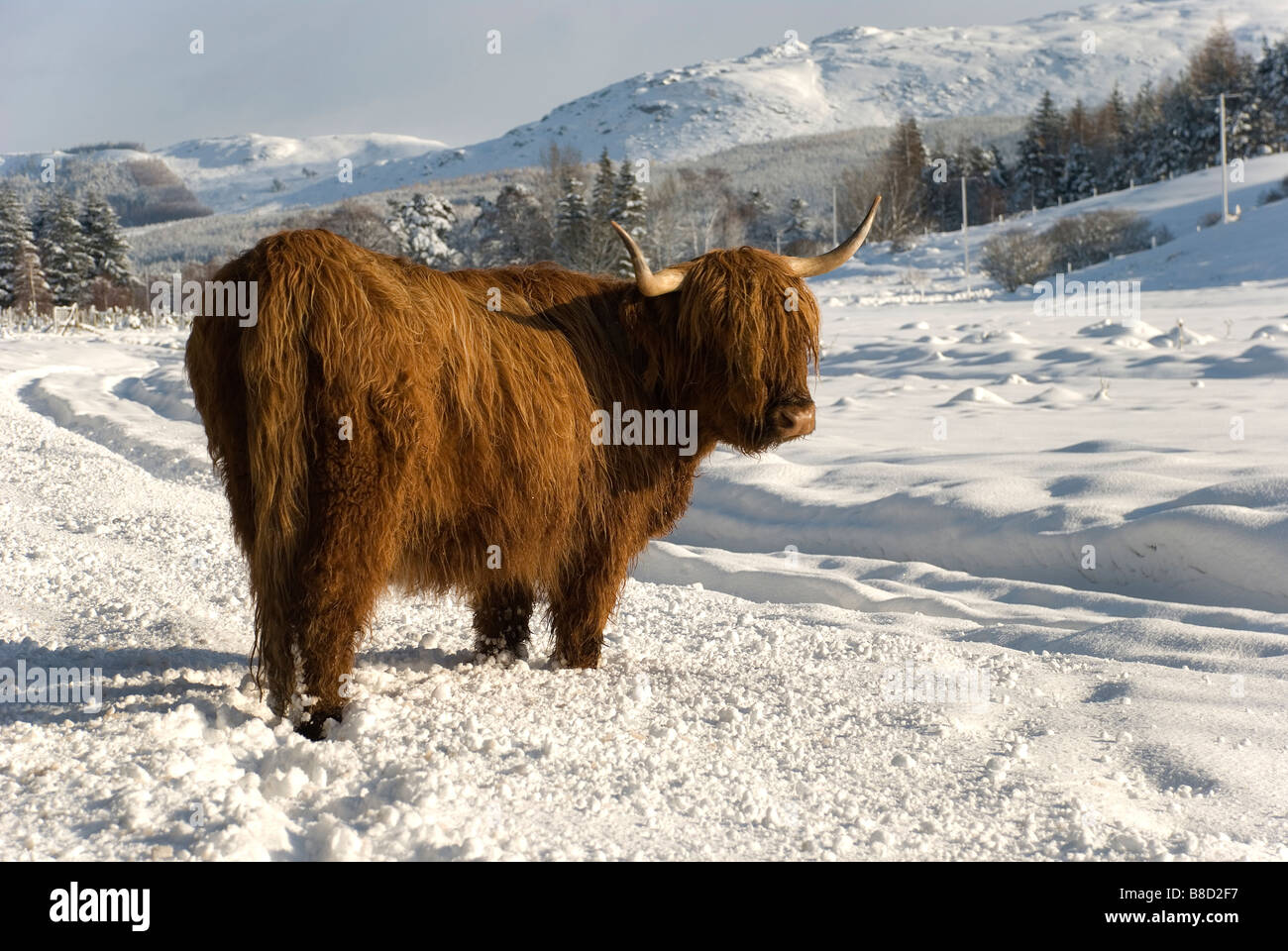 Highland Cow Farr Inverness Scotland Stock Photo