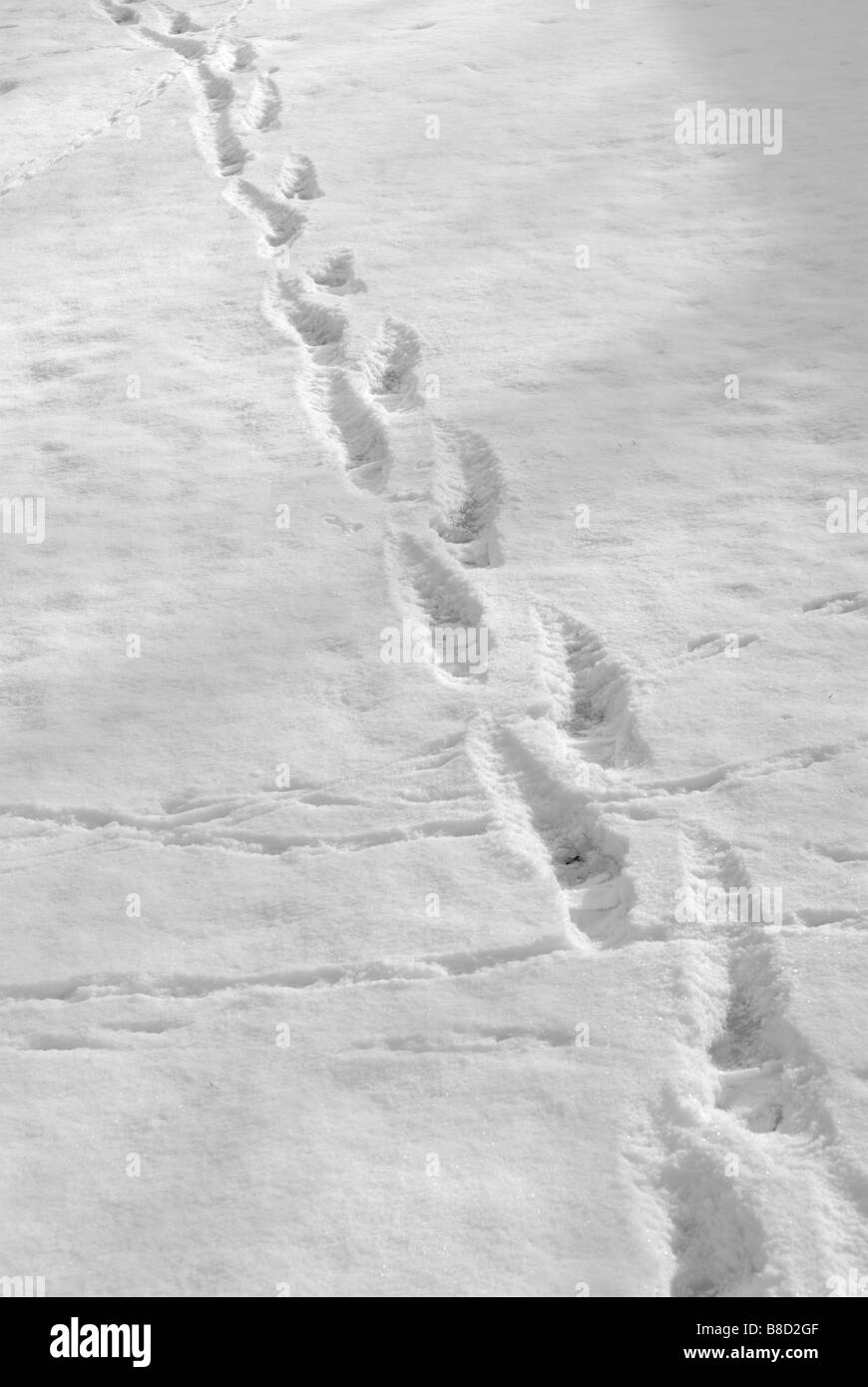FOOTPRINTS IN THE SNOW Stock Photo Alamy