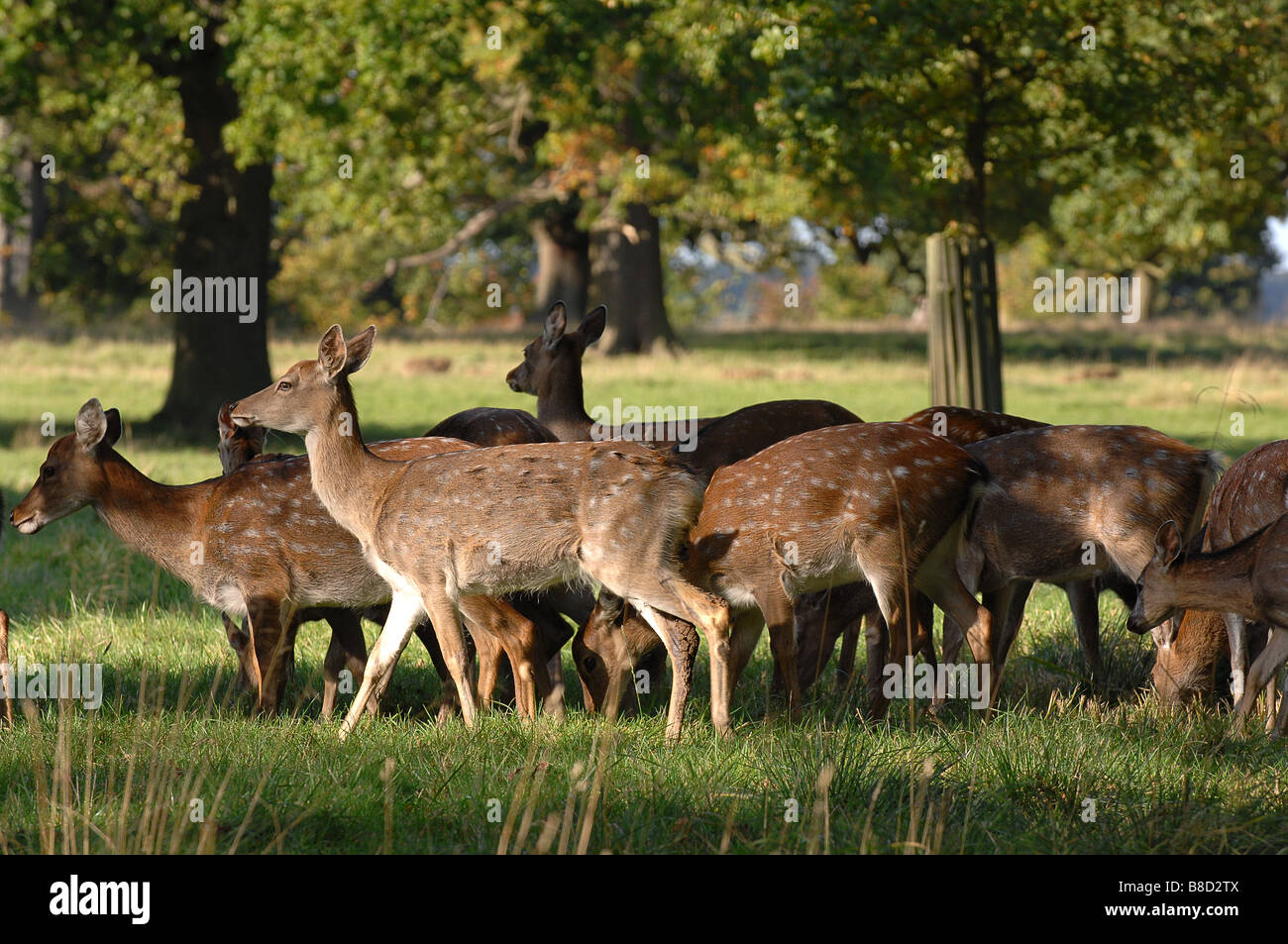 Deer at woburn abbey deer park bedfordshire Stock Photo
